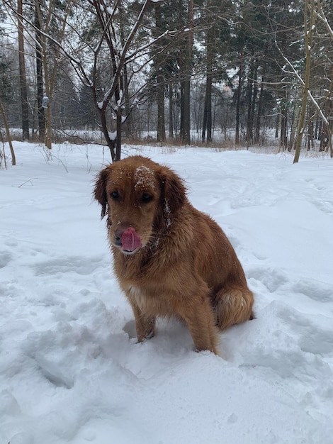 The dog sits in the park on the snow and licks its nose