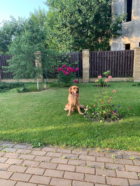 the dog sits on a picturesque background and looks attentively