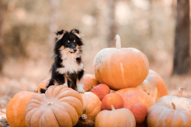 A dog sits among a pile of pumpkins.