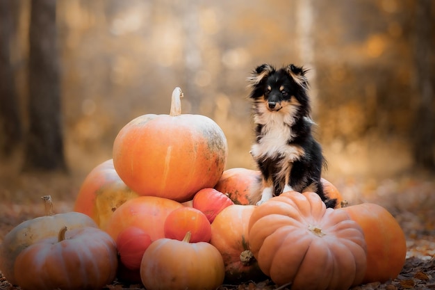 A dog sits among a pile of pumpkins.