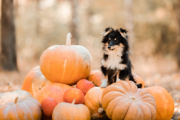 A dog sits among a pile of pumpkins