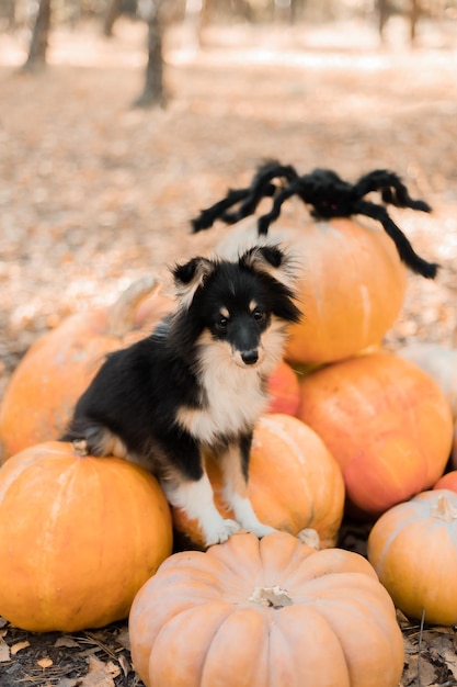 A dog sits on a pile of pumpkins.