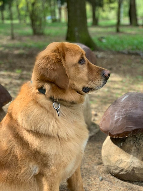 a dog sits in profile and looks into the distance in the forest next to a wooden toy mushroom