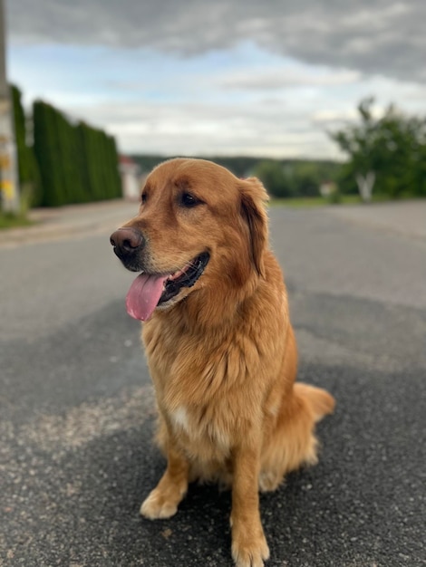 the dog sits on the road of the suburban area of the village