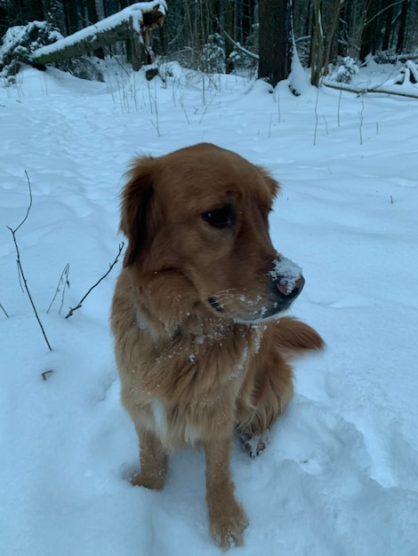 The dog sits on the snow in the forest smearing its black nose in white snow