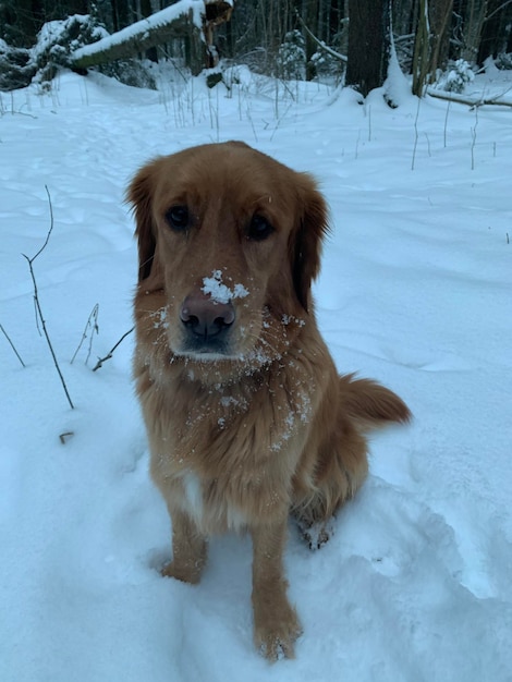 The dog sits on the snow in the forest smearing its black nose in white snow