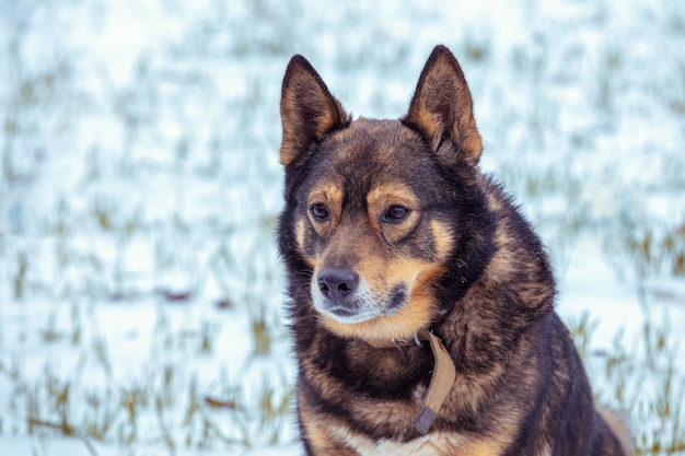 Dog sits on a snowy field in winter