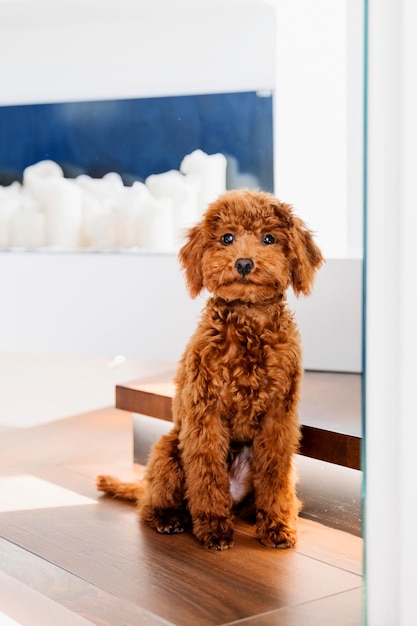 Photo a dog sits on a staircase in a modern home.