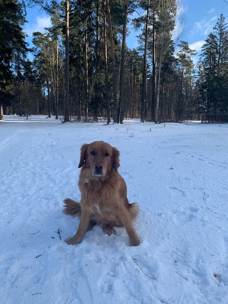 The dog sits in a waddle in the woods on the snow in winter