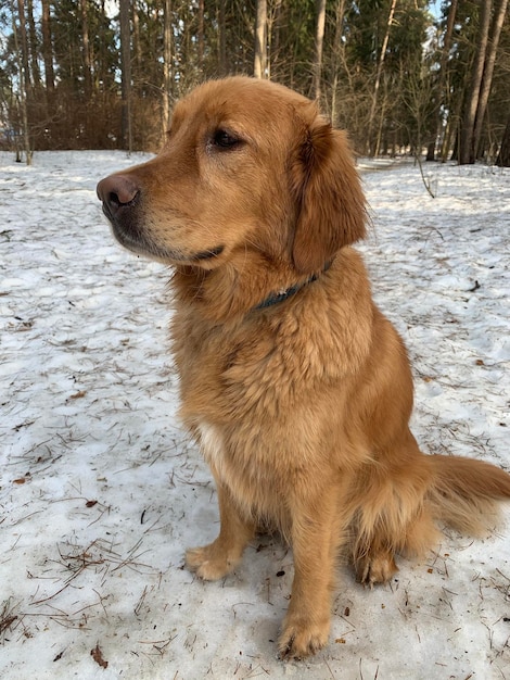 The dog sits on white snow in the forest on a sunny day