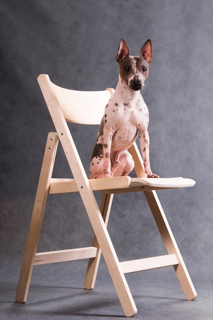 The dog sits on a wooden foldingchair