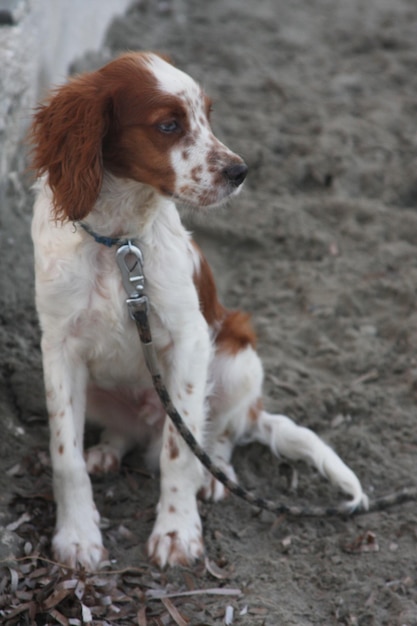 Dog sitting on the beach