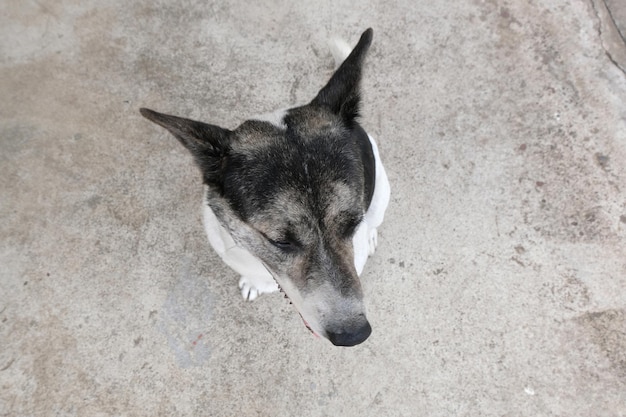 Dog sitting down and looking up