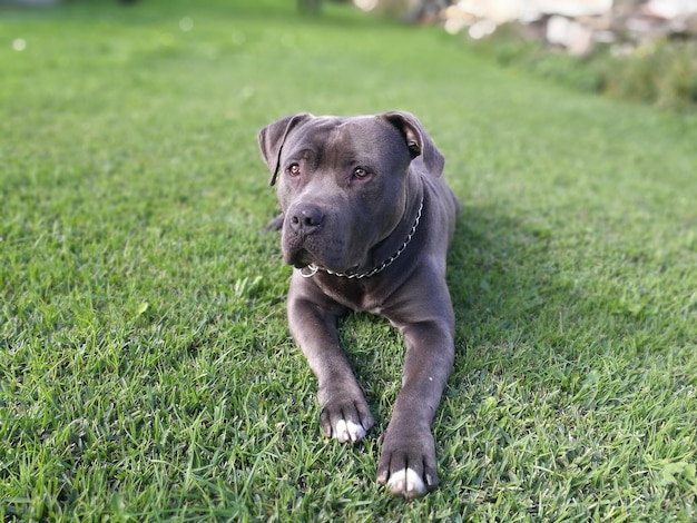 Dog sitting on field