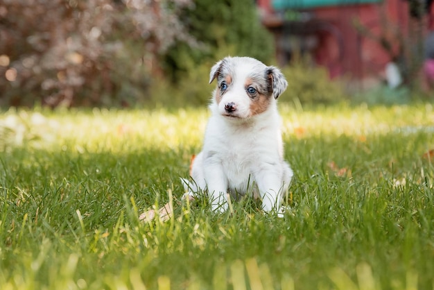 Photo a dog sitting in the grass in front of a house