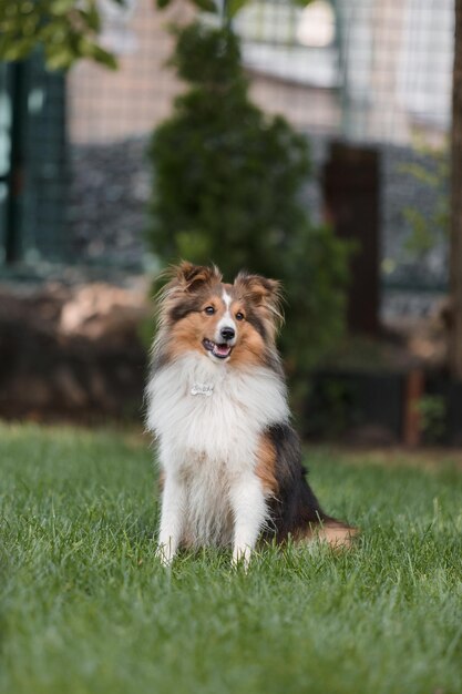 A dog sitting in the grass with the word collie on it