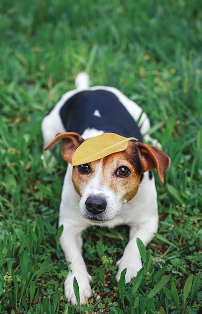 Dog sitting in Grass With Yellow Leaf on Head