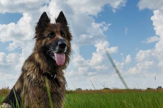 The dog sitting in green grass against a blue sky with clouds.