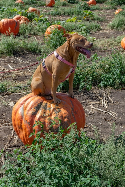 Dog sitting on top of a pumpkin in a pumpkin patch