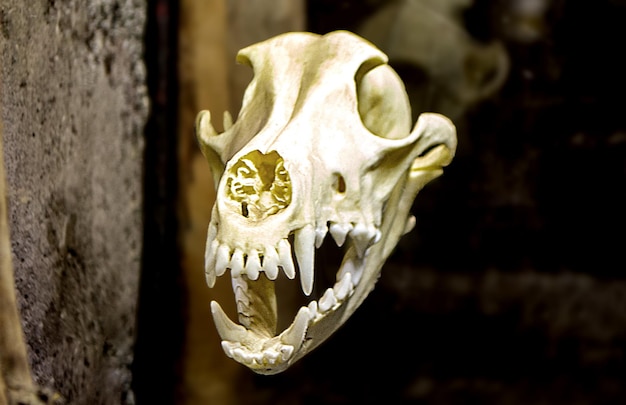 Dog skull on a rustic wooden wall. High quality photo