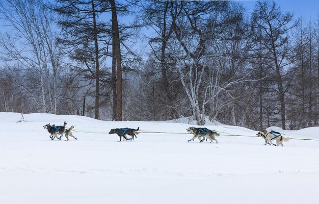 The dog sled running on a  winter landscape