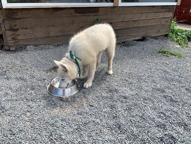 Dog for sledding husky dog in nature Growing and breeding Laika dogs