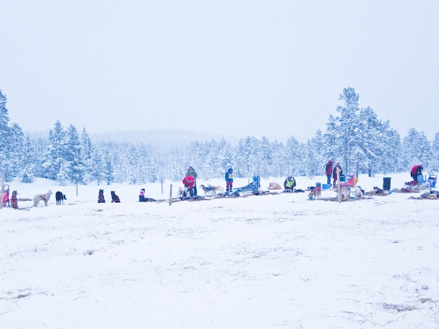 dog sledge race winter Norway snow