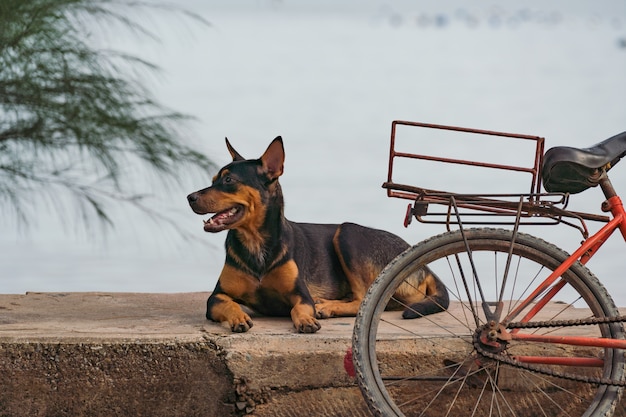 Dog Sleeping on the Happy Time