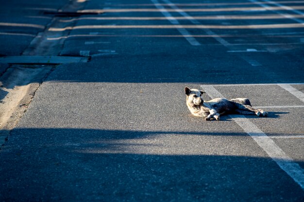 The dog sleeping on the road in the morning bright, ignoring do not do anything get lonely