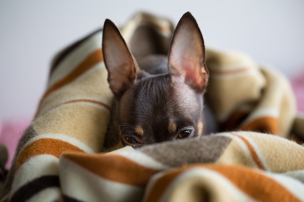 Dog sleeps under the blanket