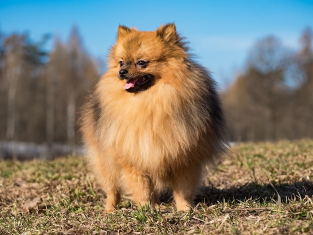 Dog small Spitz is walking on the lawn in the spring.