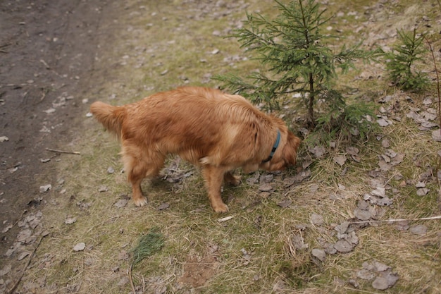 A dog sniffs at a tree in the forest Golden dog on a gold background