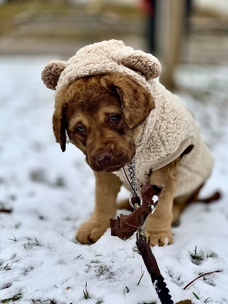 Photo dog on snow covered land