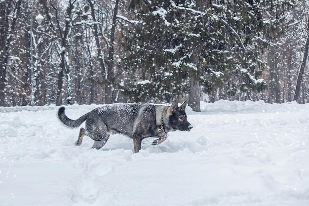 A dog in the snow with a collar on it