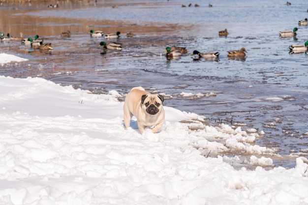 A dog in the snow with ducks in the background