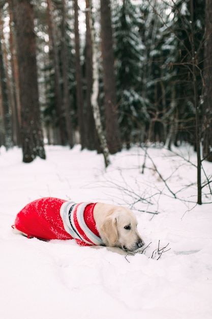 A dog in a snowy forest gnaws a branch from a tree