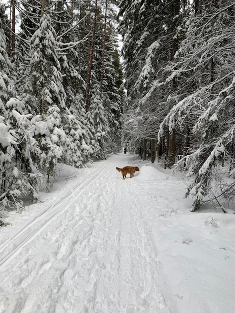 A dog in a snowy forest walks on the road along the ski track in good weather