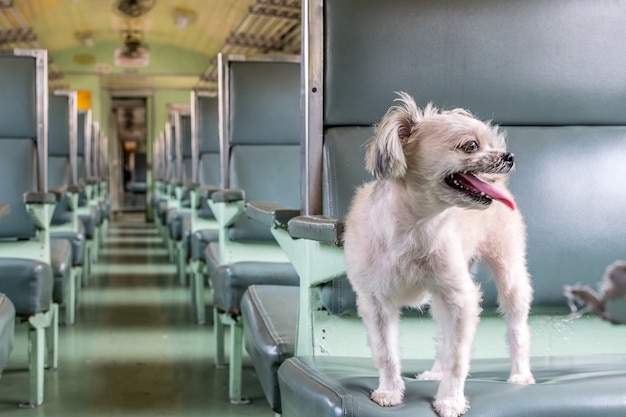 Dog so cute beige color mixed breed with Shih-Tzu, Pomeranian and Poodle travel by train