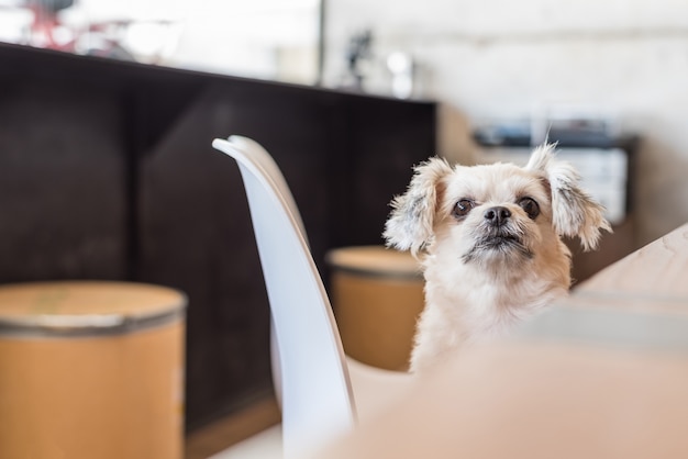 Dog so cute mixed breed with Shih-Tzu, Pomeranian and Poodle sitting on chair