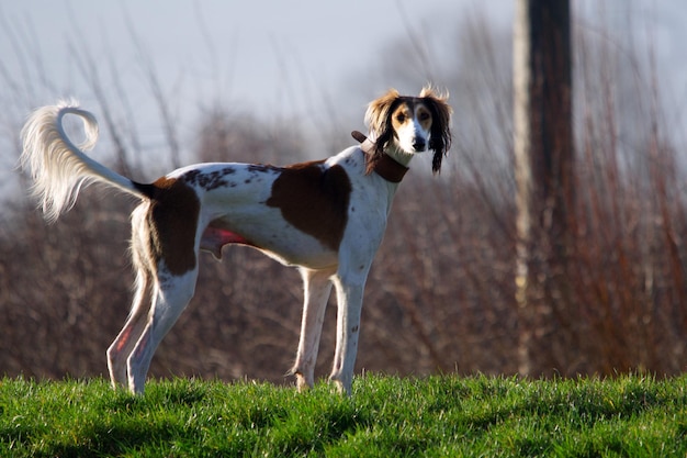 Photo dog standing on field