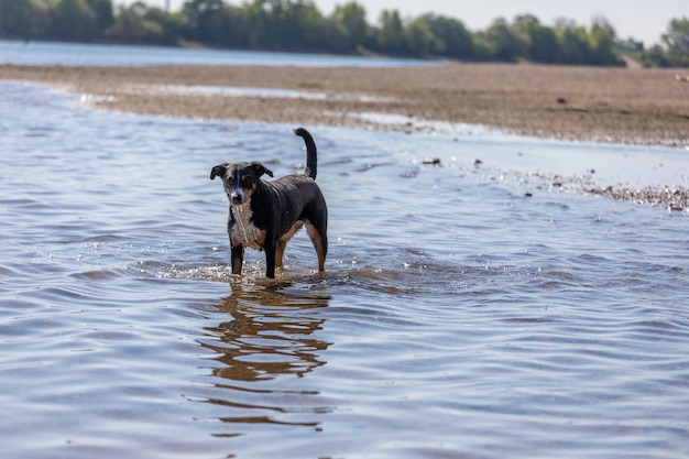 Dog standing in a lake