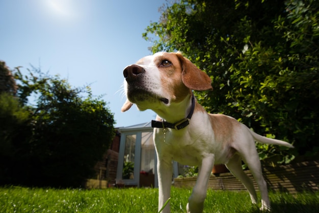 Photo dog standing in lawn