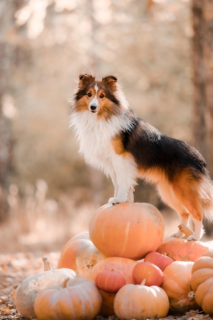 A dog standing on a pumpkin