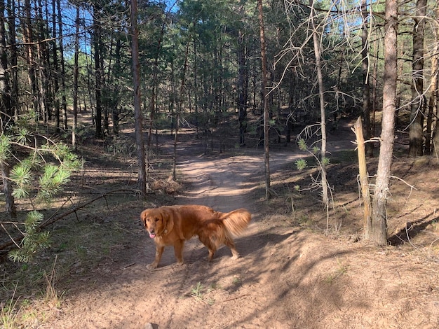 The dog stands against the background of sand in the forest, merging with it