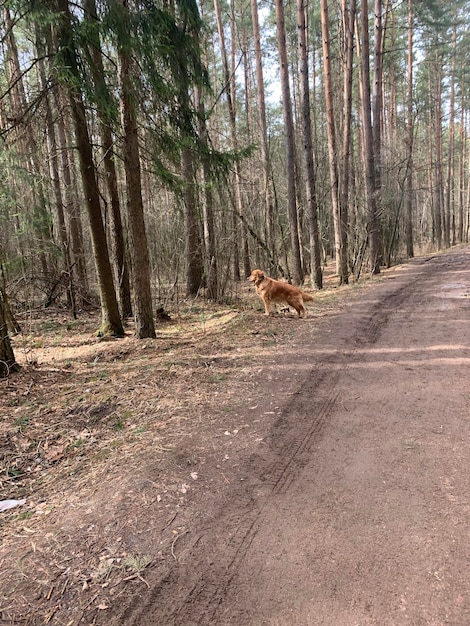 The dog stands in the forest on the road and follows the rustles in the bushes