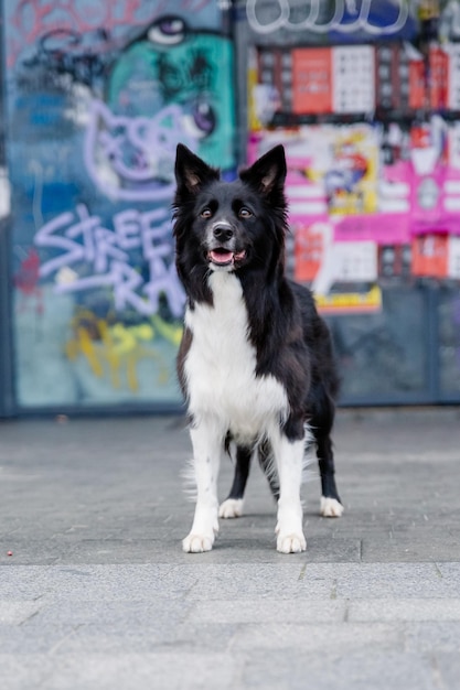 A dog stands in front of a graffiti covered wall.