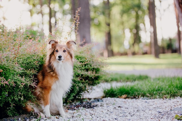 A dog stands in a park surrounded by trees and bushes.