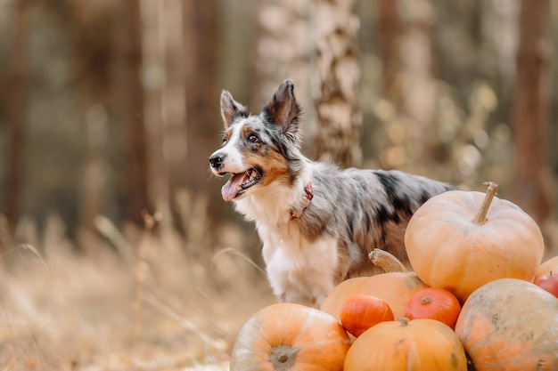 A dog stands next to a pile of pumpkins.