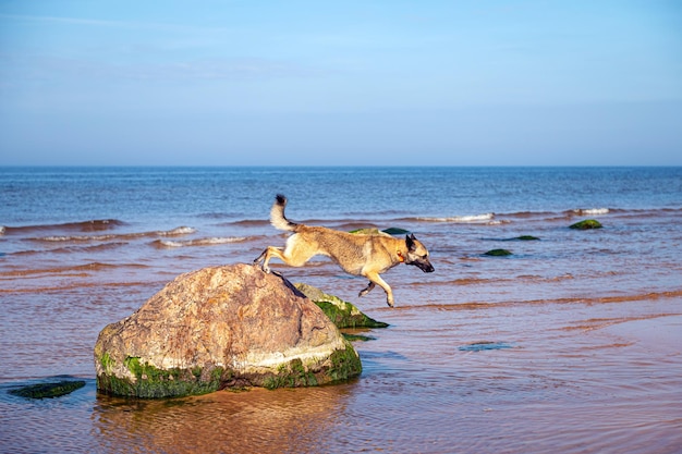 A dog stands on the rocks in the sea against the background of blue sky