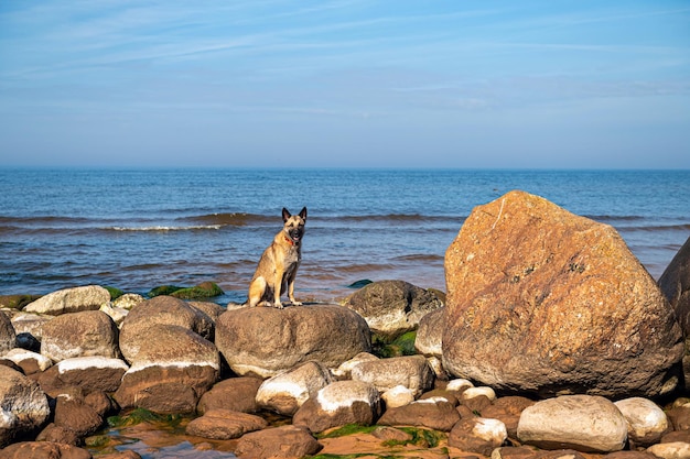 A dog stands on the rocks in the sea against the background of blue sky